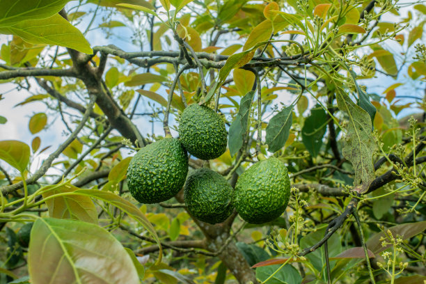 有机牛油果栽培。图片下载