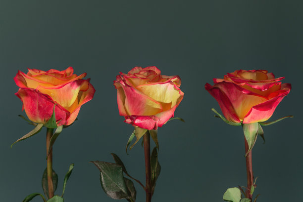 三朵黄粉色的茶玫瑰图片下载