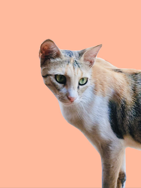 猫动物短毛宠物可爱的小猫阿拉伯毛小猫小猫小猫格里摩金哺乳动物一个正式的自然品种的家猫有趣的家猫虎斑猫特写视图库存照片孤立的图像。图片下载