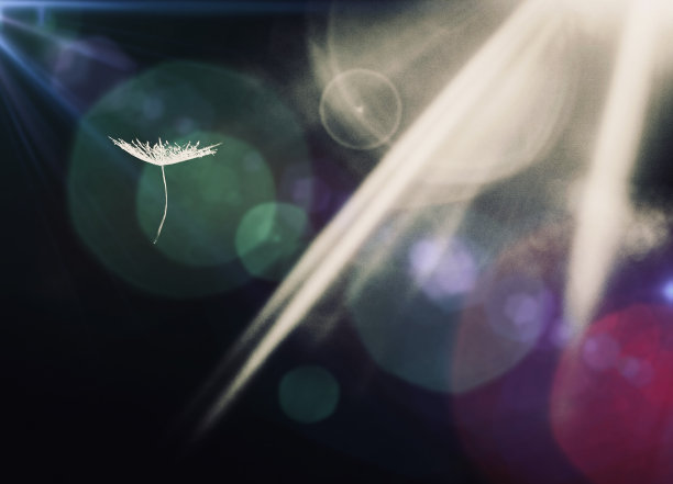 滑翔的蒲公英图片下载