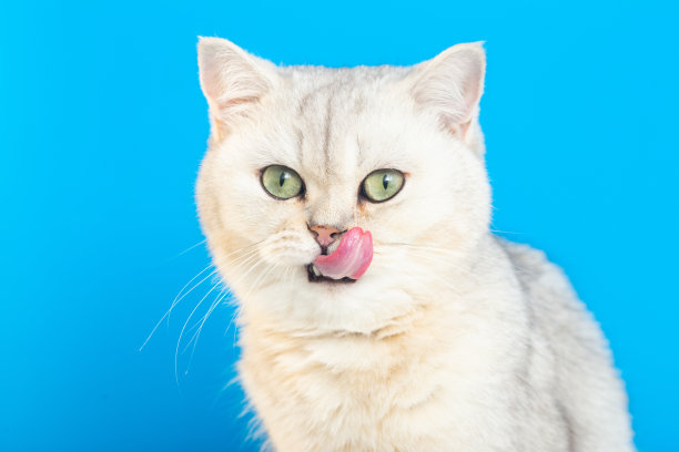 一只有趣的英国白猫的特写，坐在白色的背景上，舔着他的嘴唇图片下载