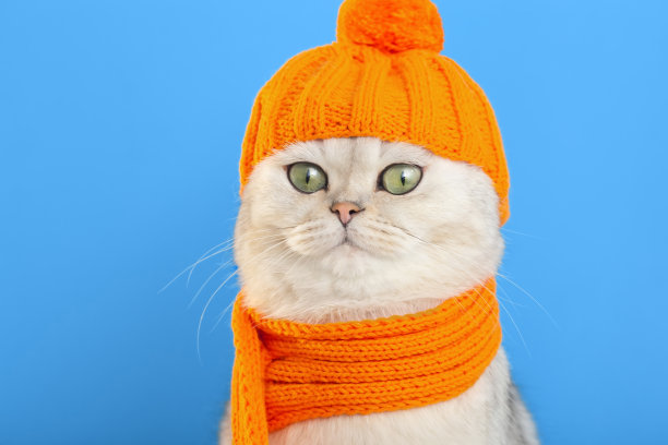 特写一个有趣的白猫，坐在橙色针织帽子和围巾，在蓝色的背景图片下载