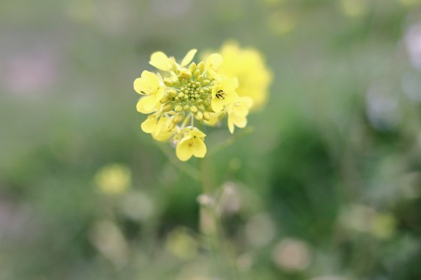 黄色的花图片下载
