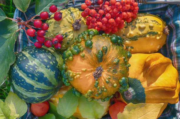 不同品种的装饰性南瓜被收集在绿色多汁的草的背景下。万圣节的南瓜已经准备好了图片下载