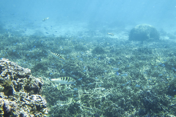 水下珊瑚礁图片下载