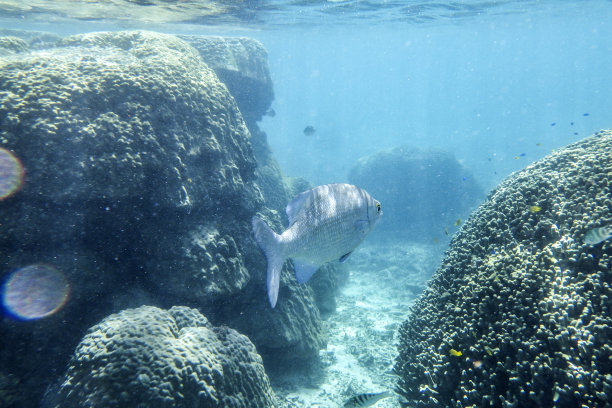 水下珊瑚礁图片下载
