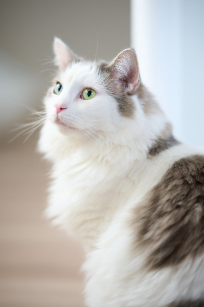 一只白猫在家里的特写图片下载