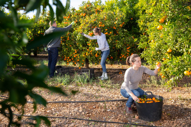成群的农民在种植园里精心采摘成熟的桔子图片下载