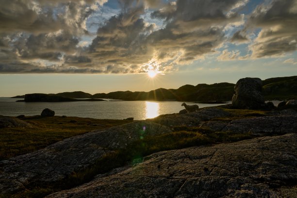 岩石海岸前一只绵羊的剪影图片下载