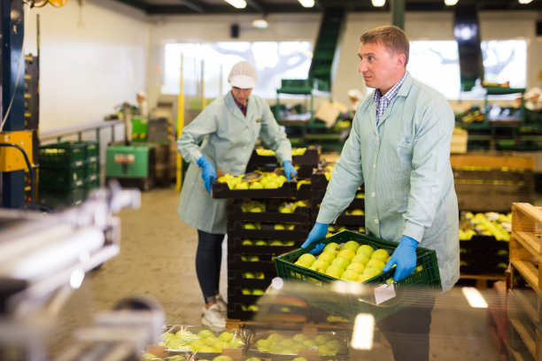 工人在工厂里整理装着苹果的箱子图片下载