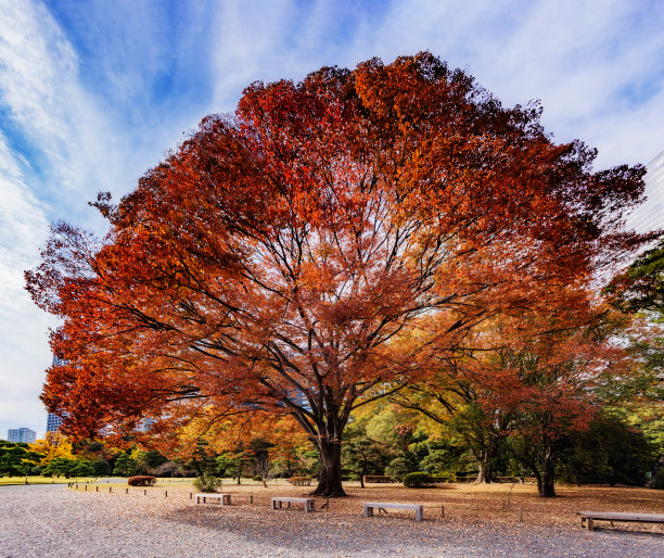 樱树覆秋叶，秋景图片下载