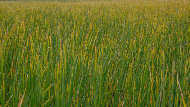 黄草和绿草图片下载