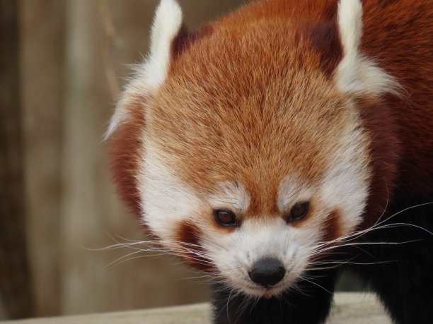 红熊猫图片下载