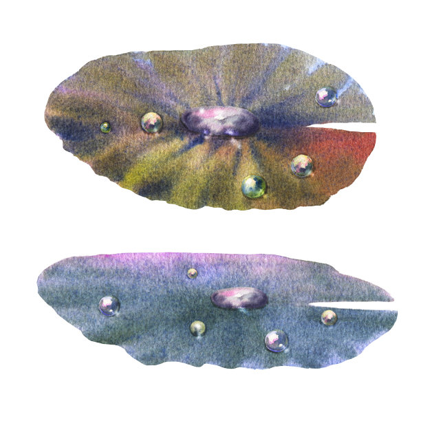 睡莲水彩手绘植物插图。水塘植物的叶子上有露珠。图片下载