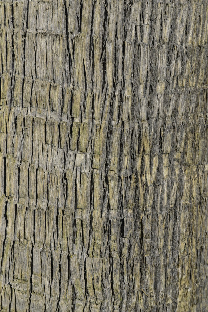 棕榈皮作为背景的棕榈树树皮的质地图片下载