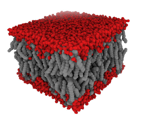 细胞膜图片下载