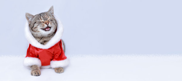 新年贺卡。穿着圣诞老人服装的猫在微笑。白色背景上的小猫。小猫圣诞老人快乐。圣诞快乐。新年快乐。2023年的象征。带有复制空间的网页横幅图片下载