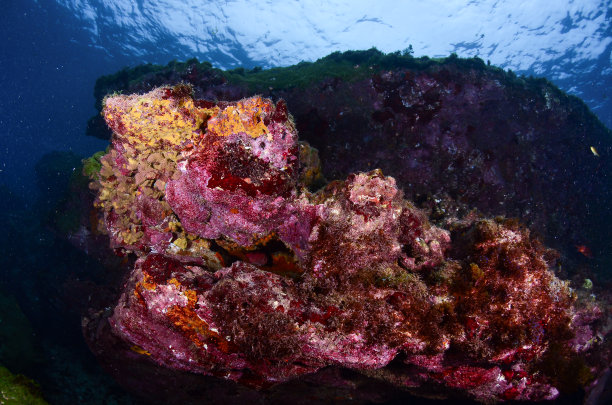 巴西费尔南多·迪诺罗尼亚海的珊瑚图片下载