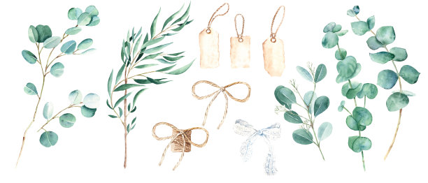 桉树树枝，白色花边和黄麻绳蝴蝶结，老式纸标签集。柳树，银元，真蓝色，婴儿和种子桉树。植物插图孤立在白色背景。水彩花套装。图片下载