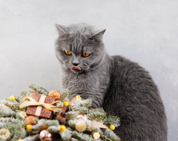 英国猫舔嘴唇。可爱的小猫看着灰色背景下的圣诞装饰品。副本的空间。2023年新年的象征。图片下载