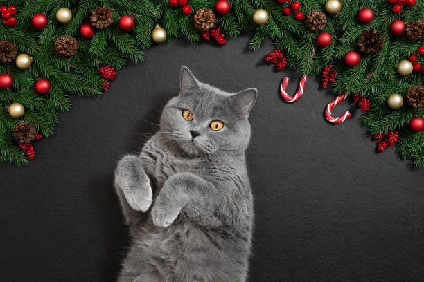 黑色背景的圣诞猫。带有节日圣诞装饰的英国猫。新年快乐。从上面看。文本空间。中国2023年新年的标志。图片下载