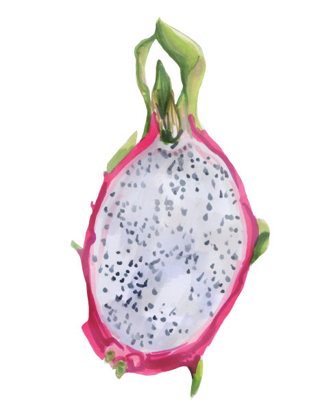植物水彩插图的火龙果一半。植物绘画的异国情调的水果龙果图片下载
