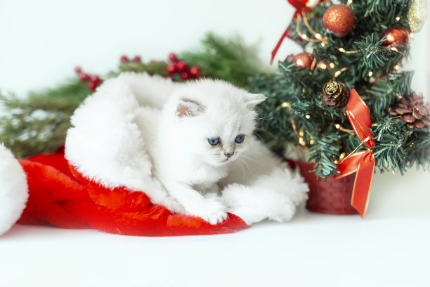 可爱的雪白宠物小猫图片下载