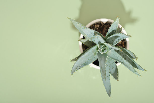 俯视图的芦荟盆栽植物在绿色背景。有选择性的重点。本空间图片下载