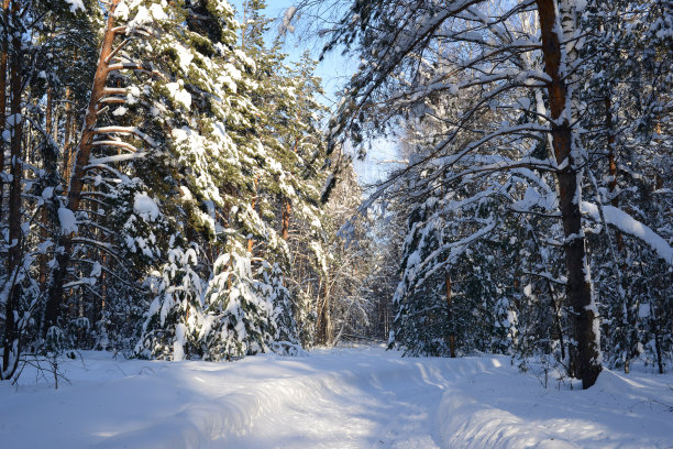 冬季森林，自然景观雪景，森林树木被雪覆盖。冬季森林或公园中的冬季道路或小径。冬日森林里松树上的白雪图片下载