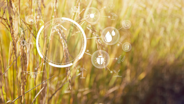物联网的智能农业，物联网的概念。农业和现代技术被用来管理作物。分析洞见，如天气，土壤条件和环境。农作物稻田图片下载