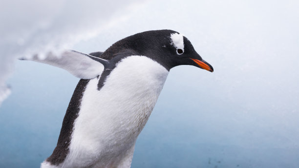 巴布亚企鹅和冰素材图片