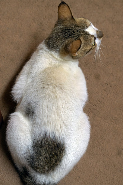 猫咪顶视图图片下载