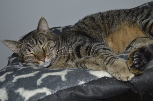 一只睡着的猫和他的枕头图片下载