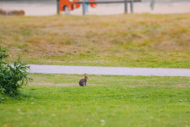 野兔在城市公园的草坪上吃草图片下载