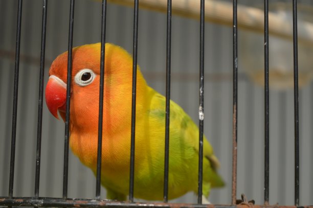 一种戴着菲舍尔眼镜的爱鸟，学名为Agapornis fishi，羽毛有红色、橙色、黄色和绿色，是许多爱鸟人士饲养的鸟类之一。图片下载