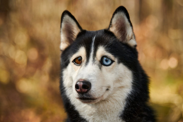 大眼睛的西伯利亚哈士奇狗，滑稽惊讶的哈士奇狗和困惑的大眼睛，兴奋的狗图片下载
