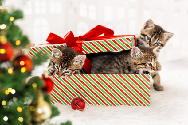在圣诞树旁的礼品盒里，小猫们在花环的彩灯背景下玩耍图片下载