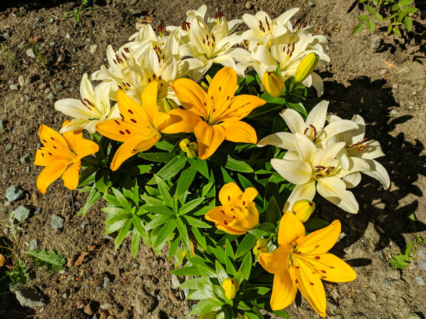 灿烂的金百合和百合杂交生长在一个阳光明媚的夏天的花坛图片下载
