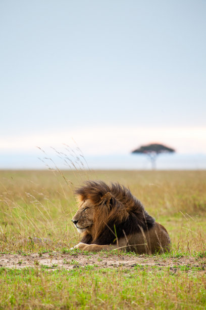 在肯尼亚马赛马拉，一只雄狮在草地上休息图片下载