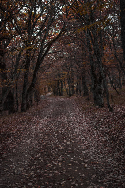 秋林路图片下载