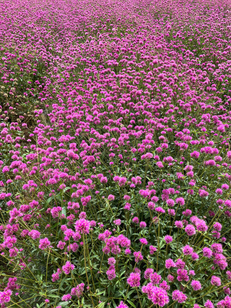 粉色烟花花图片下载