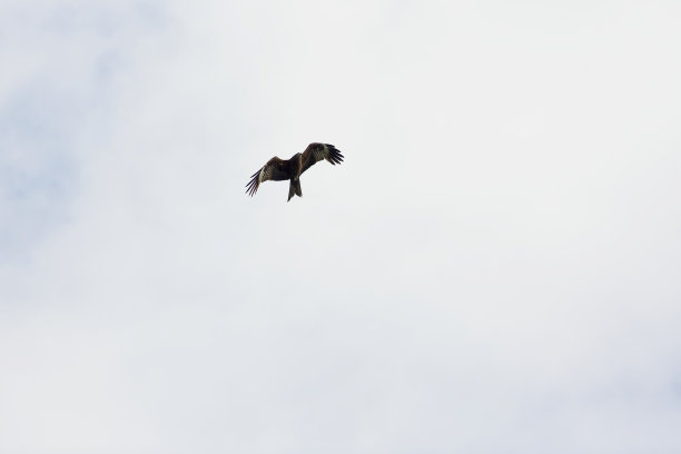 野生动物概念——草原鹰在蓝天翱翔图片下载