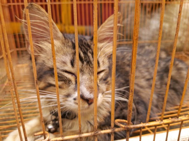 笼子里的宠物猫图片下载