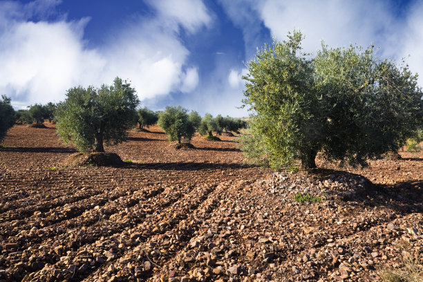 奥利瓦雷斯图片下载