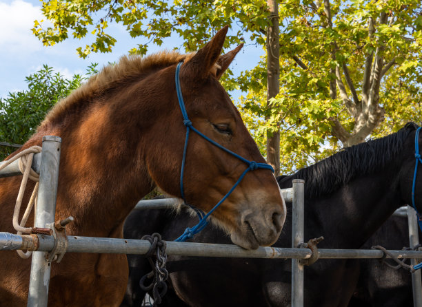 不同的马的展览图片下载