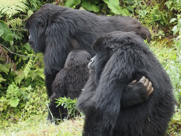 卢旺达的山地大猩猩图片下载