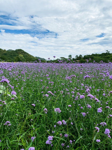 紫罗兰马鞭草花图片下载