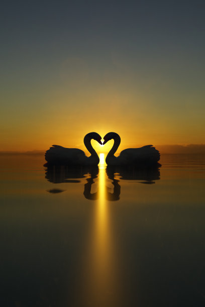 两只美丽的天鹅在夕阳下的湖面上接吻。爱鸟概念。3D插图图片下载
