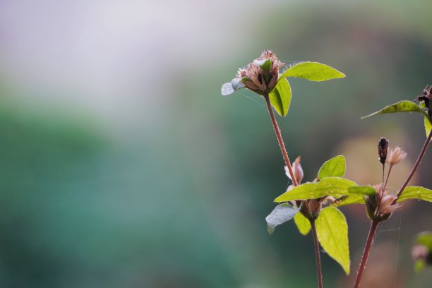 花朵盛开的特写。素材图片