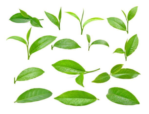 孤立在白色背景上的绿茶叶子图片下载